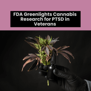 FDA Greenlights Cannabis Research for PTSD in Veterans