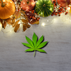 Officials Issue Post-Thanksgiving Reminders for Cannabis Users