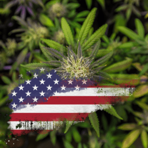 Election Day Guide: Cannabis & Psychedelics on the Ballot