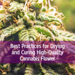 Best Practices for Drying and Curing High-Quality Cannabis Flower