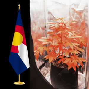 Slang Worldwide to Cease Cannabis Operations in Colorado