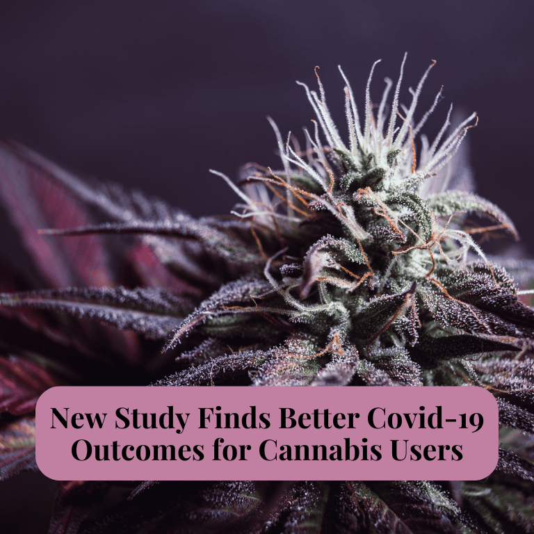 New Study Finds Better Covid-19 Outcomes for Cannabis Users