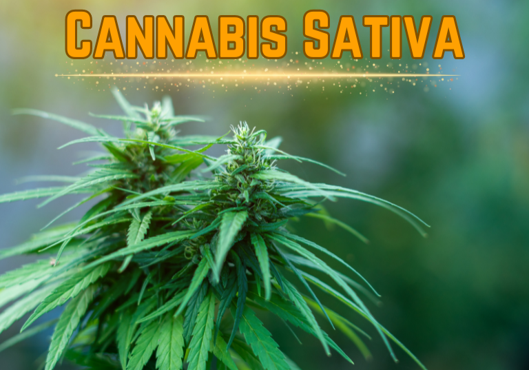 Therapeutic Promise of Cannabis sativa and Cannabinoids