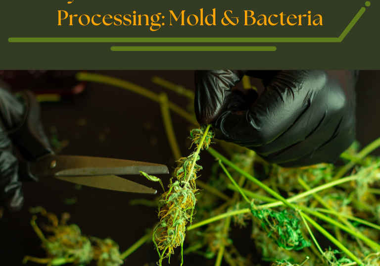 Key Contaminants in Cannabis Processing: Mold & Bacteria