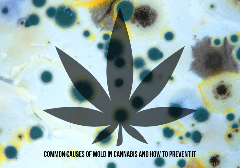 Common Causes of Mold in Cannabis and How to Prevent It