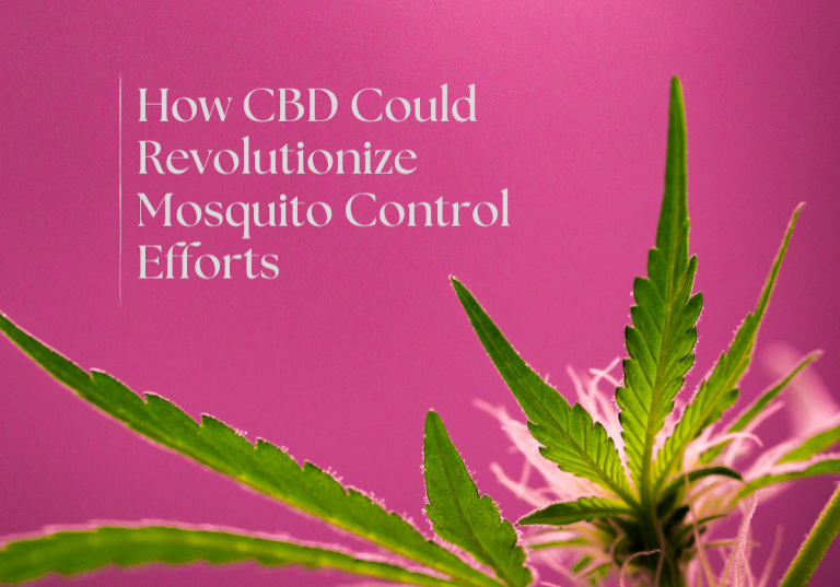 How CBD Could Revolutionize Mosquito Control Efforts