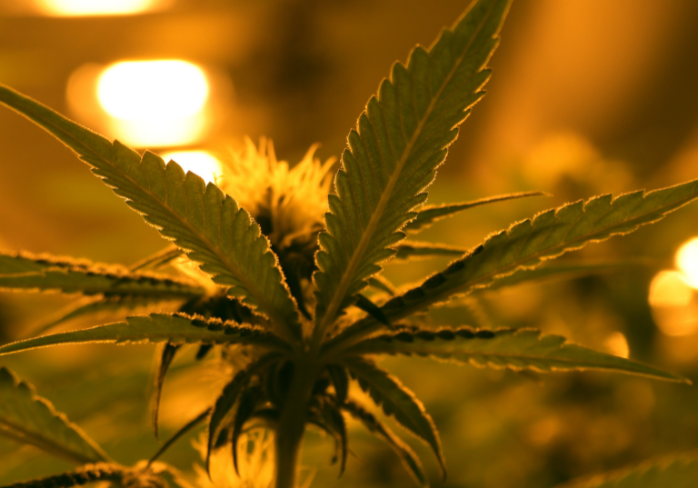 Cannabis Cultivation Trends in the United States