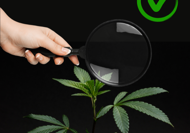 Understanding Cannabis Recalls: Safety and Quality Assurance