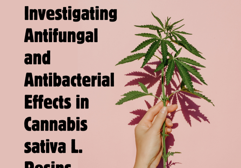 The Antimicrobial Potential of Cannabis sativa L. Resins