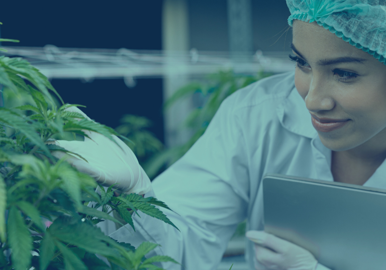 Futureproofing Your Cannabis Facility for Operational Efficiency