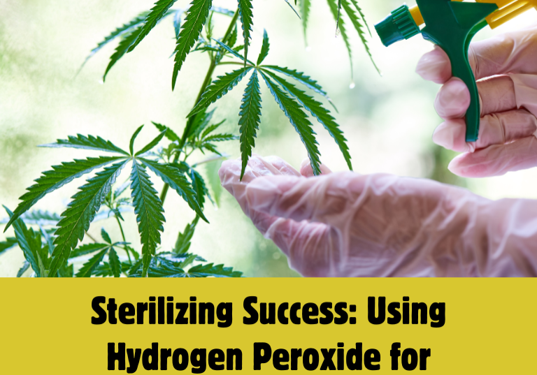 Hydrogen Peroxide: A Key to Clean Cannabis Operations