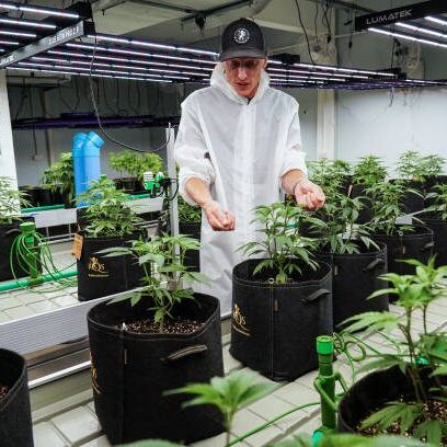 A cannabis grower talks about seeds and strains during a cultivation class at Royal Queen Seeds cannabis store in Bangkok, Thailand, 09 September 2023. (Photo by Anusak Laowilas/NurPhoto via Getty Images)