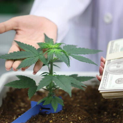 scientist analyzing a biological and ecological hemp plant used for herbal pharmaceutical CBD oil and THC oil in a laboratory.