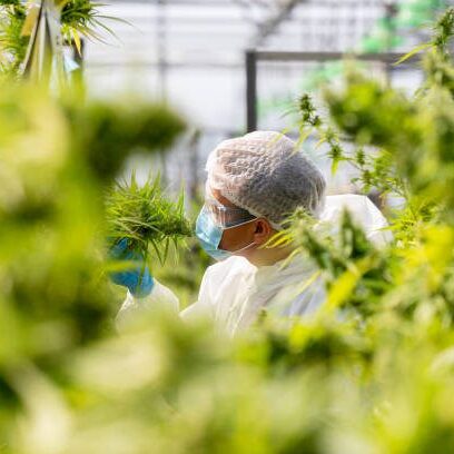 Scientist with mask and gloves checking and analyzing hemp plant,Indoors marijuana growing,Planting cannabis,Holding it in a hand.