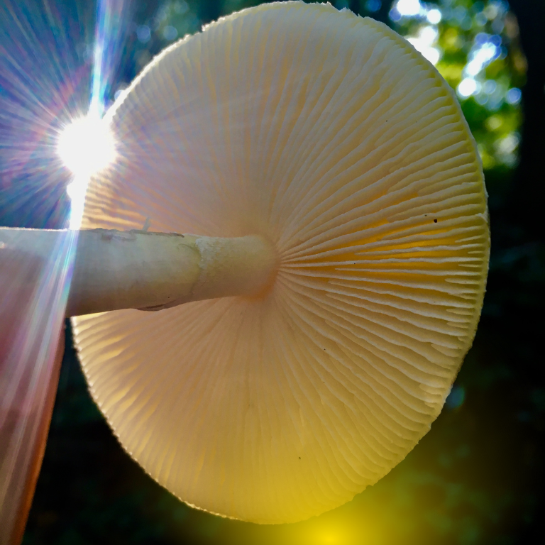 Magic Mushroom Strains: Do They Really Differ?