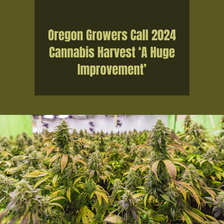 2024 Cannabis Harvest Sees Big Improvement, Say Oregon Growers