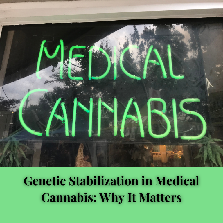 Genetic Stabilization in Medical Cannabis: Why It Matters