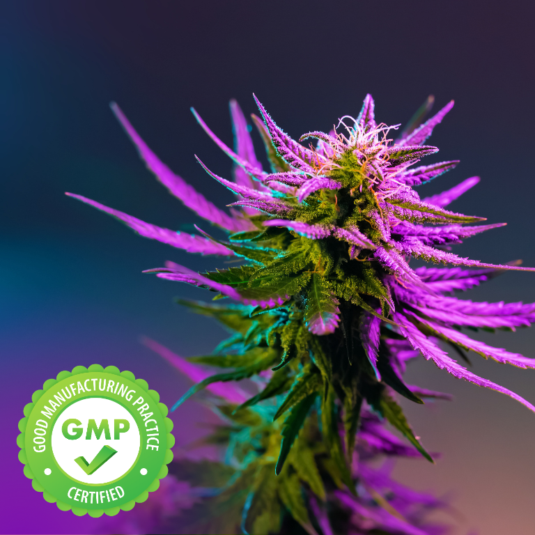 GMP Collective Webinar: Croptober Prep Best Practices