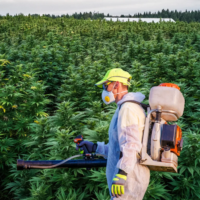 Optimal Pest Management Techniques for Cannabis Growers