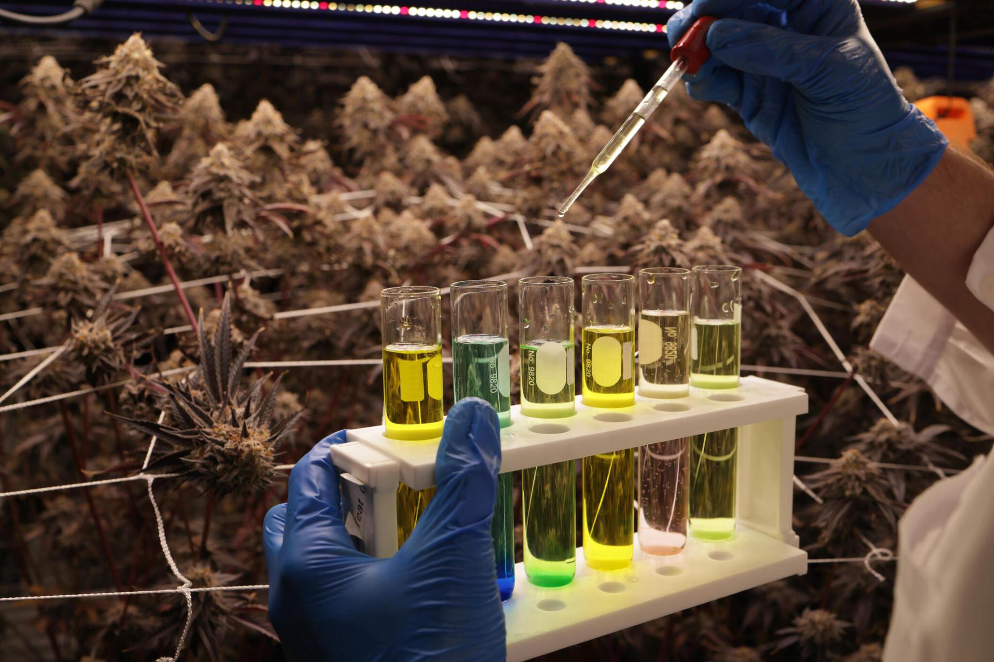 Netherlands Faces Pressure for Cannabis Industry Reform Amidst Growing Public Support