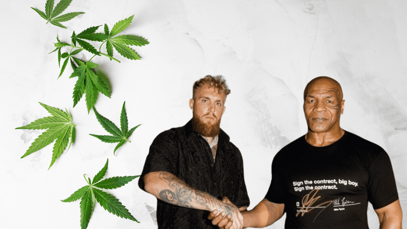 Ring Rumble: Tyson Temporarily Ceases Cannabis Use for Jake Paul Clash