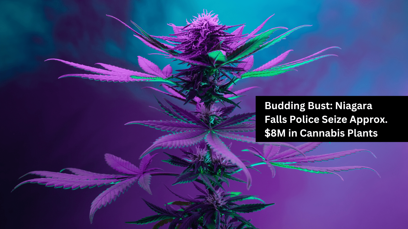 High Stakes: Police Confiscate $8M Worth of Cannabis Plants in Niagara Falls