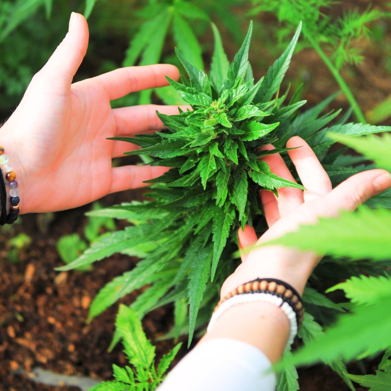 Justice Department Reports Chinese Cartels Exploiting Maine’s Illegal Cannabis Trade