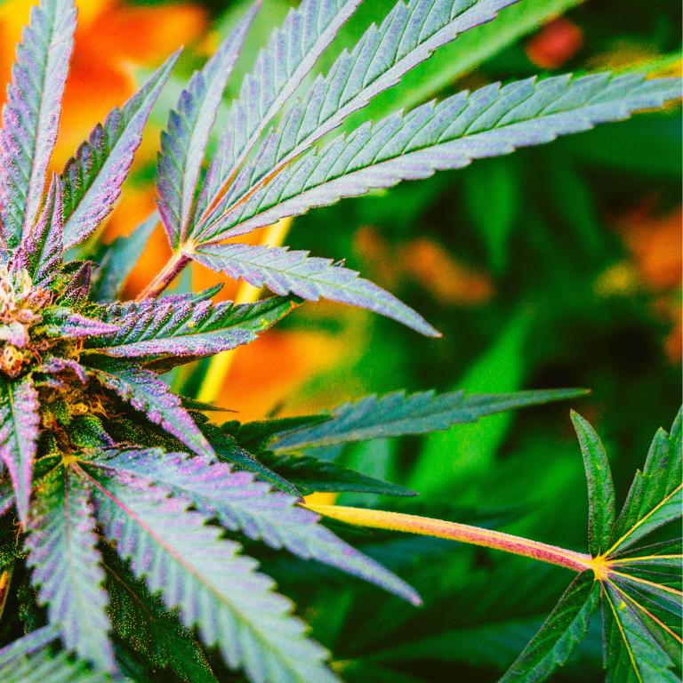 Pennsylvania Lawmakers Introduce Bipartisan Cannabis Legalization Bill Amid Ohio’s Market Launch Prep