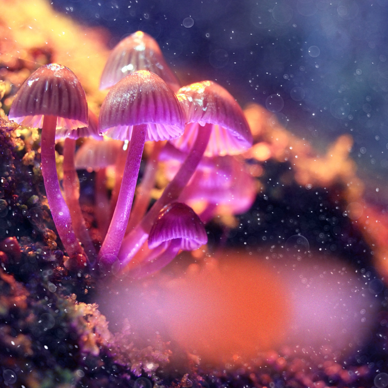 Arizona Governor Vetoes Bill on Psilocybin Treatment Centers