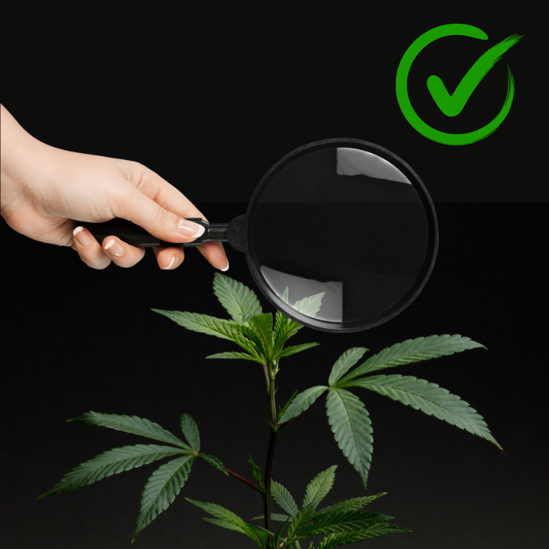 Understanding Cannabis Recalls: Safety and Quality Assurance