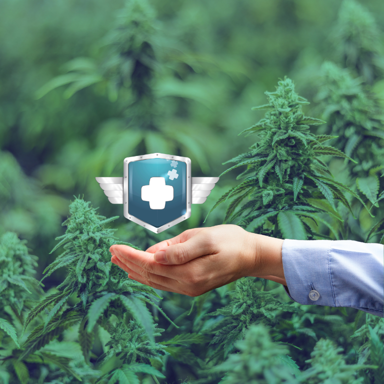 How Insurance Shields Cannabis Businesses from Risks