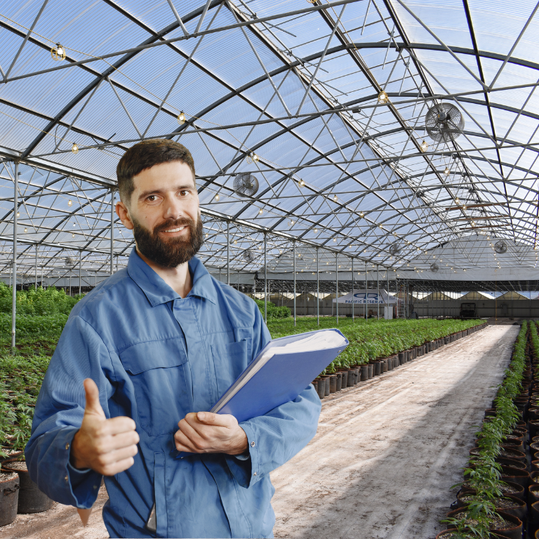 Ozone Decontamination: A Clean Solution for Cannabis Flower Mold and Bacteria