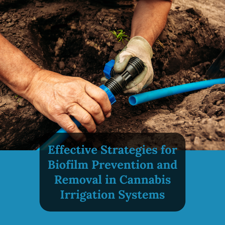 Ensuring Clean Water Delivery: Strategies for Biofilm Control in ...