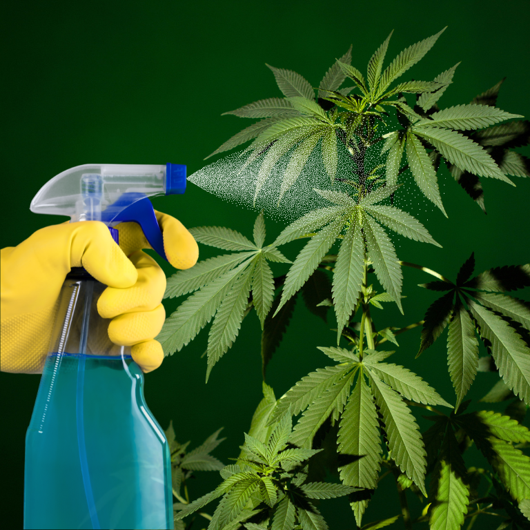 Effective Pesticide Remediation Techniques in Cannabis Extraction