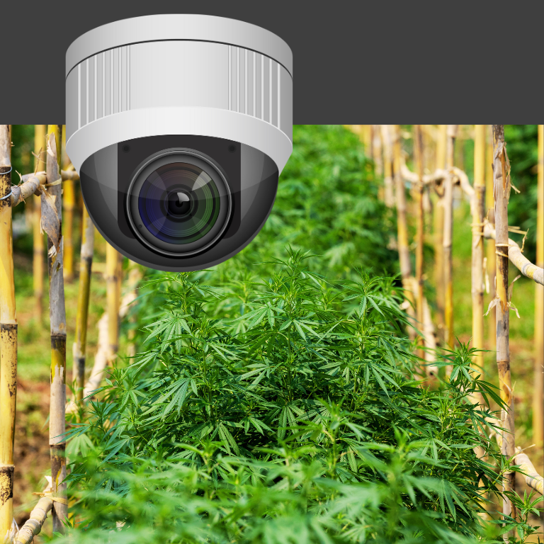 Guarding Growth: The Role of Security Management Tools in Cannabis Risk Mitigation