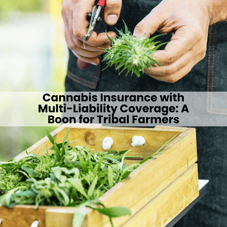 Cannabis Insurance with Multi-Liability Coverage: A Boon for Tribal Farmers