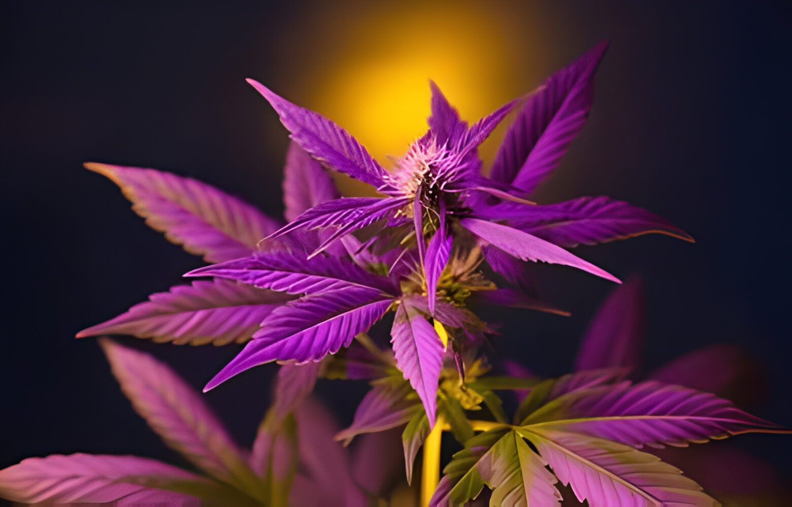 Breaking Ground: Colorado Governor Identifies Cannabis Rescheduling and Banking Reform as Key Steps Towards Federal Legalization