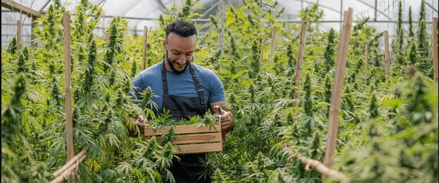 Morocco’s Groundbreaking Cannabis Harvest: A Legal Triumph