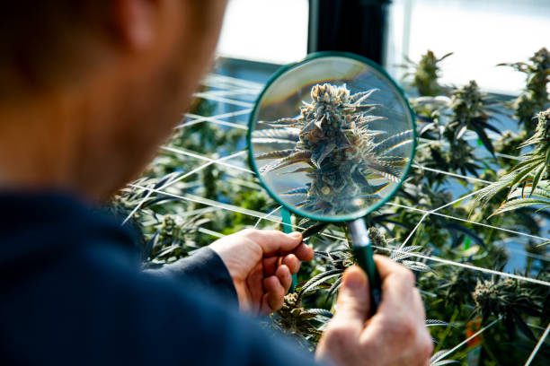 Navigating Cannabis Product Recalls: Insights for Businesses