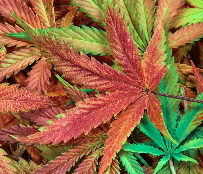 cannabis risk manager