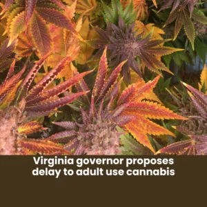 Virginia governor proposes delay to adult use cannabis